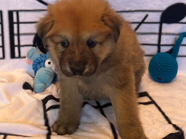 chinook puppy